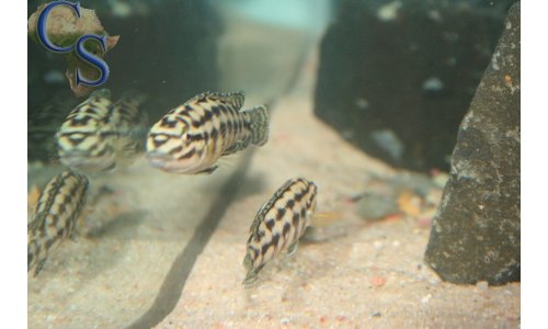 Julidochromis marlieri